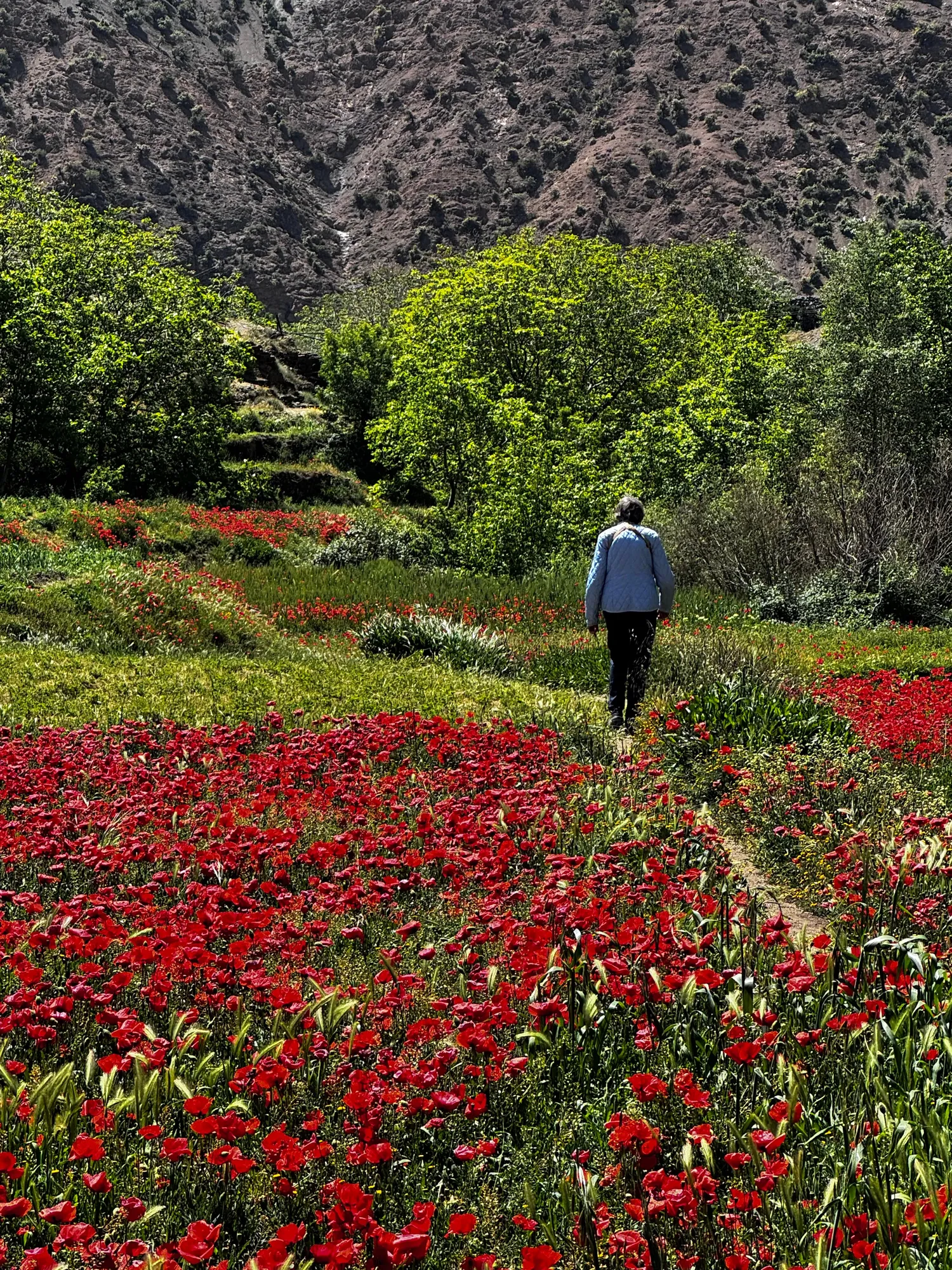 Walking through a field of red poppies in the High Atlas